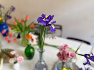 Single iris flower in focus with blurred floral background. Beauty, simplicity and artistic composition in interior design