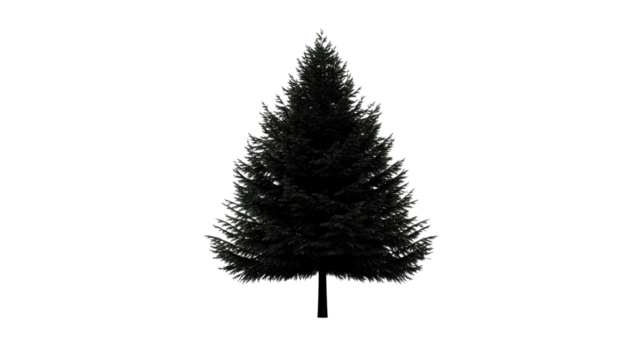 Tall evergreen tree standing prominently with transparent background
