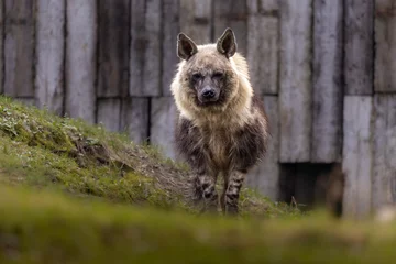 Hyena, showcasing its distinctive features and powerful jaws.