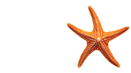 Bright orange starfish found in coastal waters during low tide