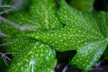 raindrops on green leaves