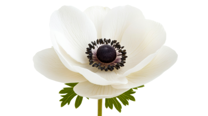 White anemone flower with dark center against transparent background
