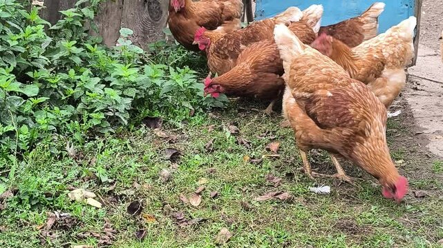 Young Loman Brown chickens in the pen eating food and pecking