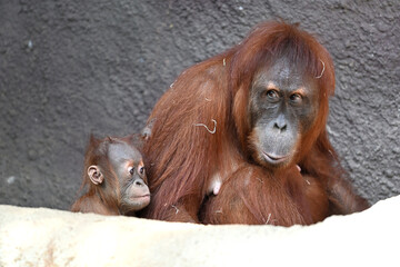mother with baby Sumatran orangutan mammals animals © Vitezslav Halamka