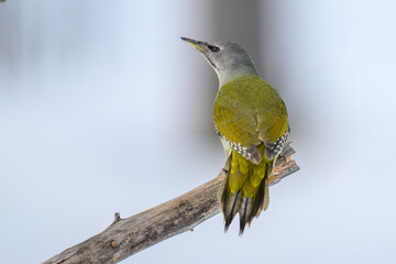 Gey-headed woodpecker (Picus canus) in forest