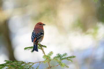 Pine grosbeak (Pinicola enucleator) in spring forest