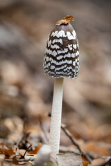 Common ink cap mushroom