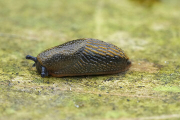 Closeup on a juvenile Spanish slug, Arion vulgaris on wood in the garden