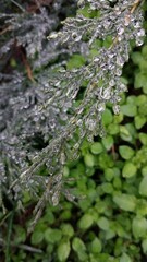 Close-Up of Dew-Covered Leaves Against a Lush Green Foliar Background