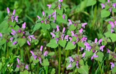 photos of wildflowers and wildflowers. dead nettle flower.