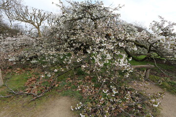 Cerisier du Japon en fleurs au Jardin des PLAntes à Paris