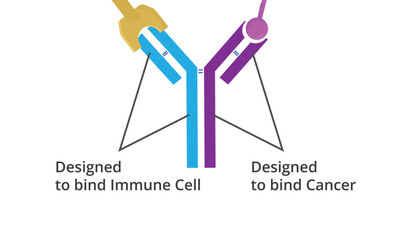 Bi-specific monoclonal atibody schematic structure illustration