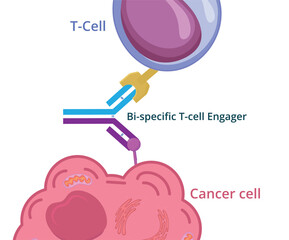Bi-specific t-cell engager conceptual illustration. Bi-specific monoclonal antibody immunotherapy against cancer