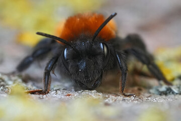 Closeup on a colorful fluffy female Tawny mining bee, Andrena fulva on a yellow flower