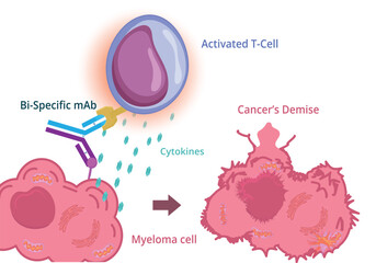 Immunotherapy against cancer. Bi-specific Monoclonal antibody binds immune cell and cancer cell leading to cancer cell demise. Immunotherapy concept