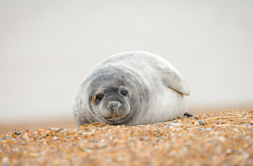 Grey seal pup alone on a beach in winter, Norfolk coast, UK © Paul Maguire