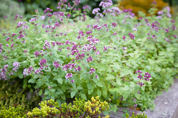 Herb garden with flowering oregano in raised bed, UK