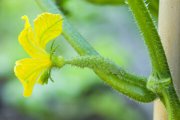 Small cucumber growing behind a flower in a UK garden