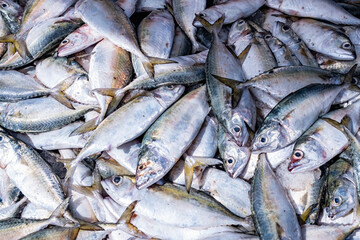 Pacific mackerel. Seafood. Fish. Fresh Mackerel fish displayed on local Supermarket.