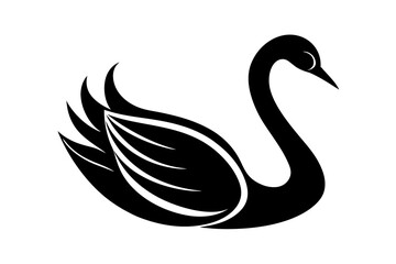 black swan on white