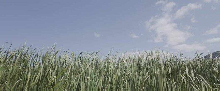 Wind shaking the plantation