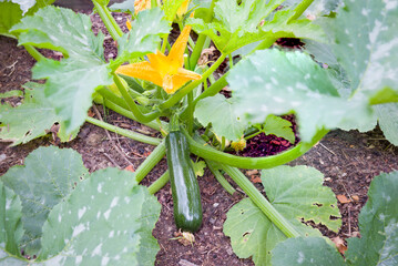 Green courgette plant with flowers growing in UK garden