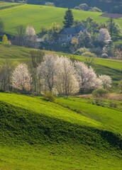 Picturesque spring meadow with blooming cherry tree. Spring paradise with blooming trees. Historic agrarian landscape, Hrinovske lazy, Slovak republic. Travel destination. Seasonal natural scene.  © Ivan