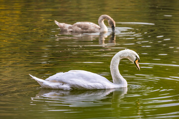 Mute swan with cygnet on river, Nidderdale, UK