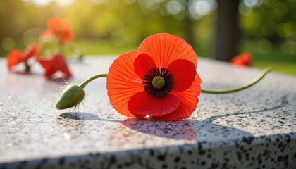 Red poppy resting on granite headstone in soft daylight, memorial tribute