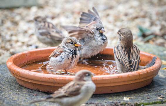 Flock of sparrows bathing in garden water tray, UK summer - Powered by Adobe