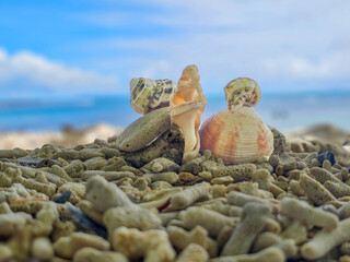 Shell on the beach
