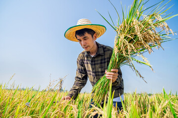 Harvesting rice in a sunny field agriculture photography rural landscape vibrant environment close-up view