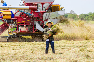 Harvesting rice with a combine harvester rural field action photography agricultural landscape close-up farming techniques