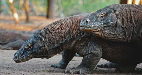 Two Komodo dragons or Varanus Komodoensis couple make mating games ritual, big male rubbing female showing its love. Wild animals natural habitat. Explore Indonesia, Rinca island national park