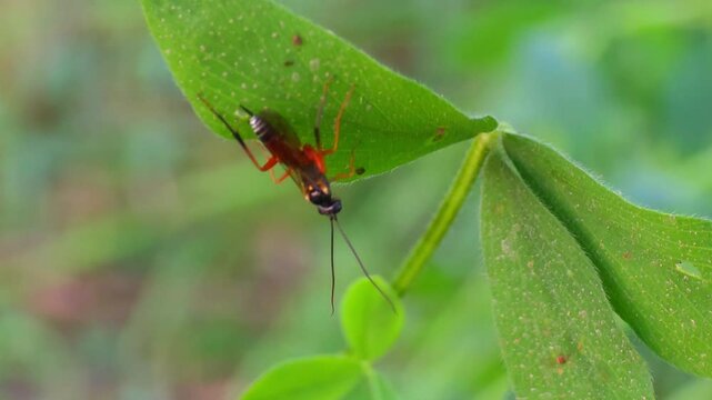 Pimpla insect is parasitic sitting on leaf 4k footage 