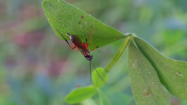 Pimpla insect is parasitic sitting on leaf 4k footage 