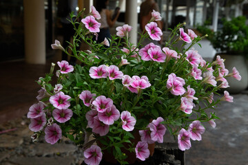 pink and white flowers
