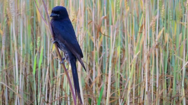Black drongo is sitting on a branch to hunt prey 4k footage 
