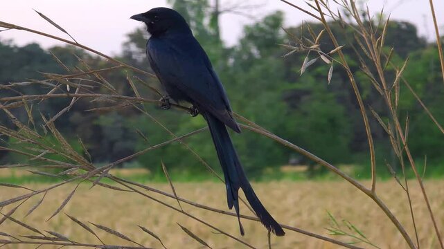 Black drongo is sitting on a branch to hunt prey 4k footage 
