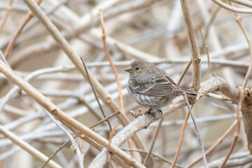 sparrow on a branch