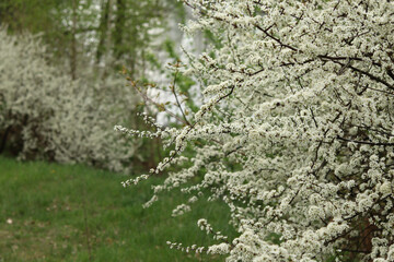 Branches with snow-white wild hawthorn blossoms.