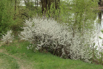 A large, snow-white bush of flowering hawthorn on a hill above the river.