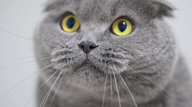 Hissing Scottish Fold cat with wide yellow eyes, expressing surprise, fear, and aggression.
