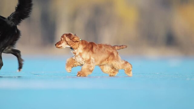 Funny Spaniel runs to a Border Collie and hilariously slips, creating a comical and unexpected moment.