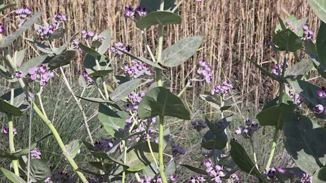 Large white butterfly flying on Calotropis procera flowers 240fps slow motion footage