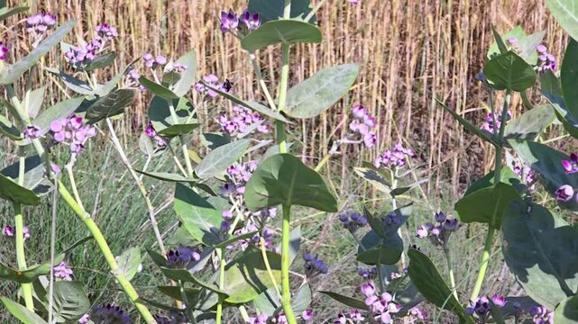 Large white butterfly flying on Calotropis procera flowers 240fps slow motion footage