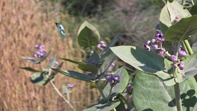 Large white butterfly flying on Calotropis procera flowers 240fps slow motion footage