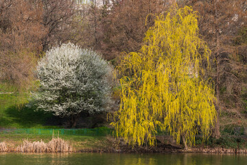 A Weeping Willow and a White Tree are Creating a Beautiful Tandem near the Lake on a Beautiful Early Spring Morning