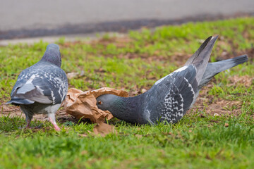 A Grey Common Pigeon is Picking Leftovers from a Paper Bag Thrown by a Careless Park Visitor