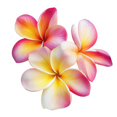 Fototapeta premium Bright Frangipani Flowers with Green Leaf on Transparent Background